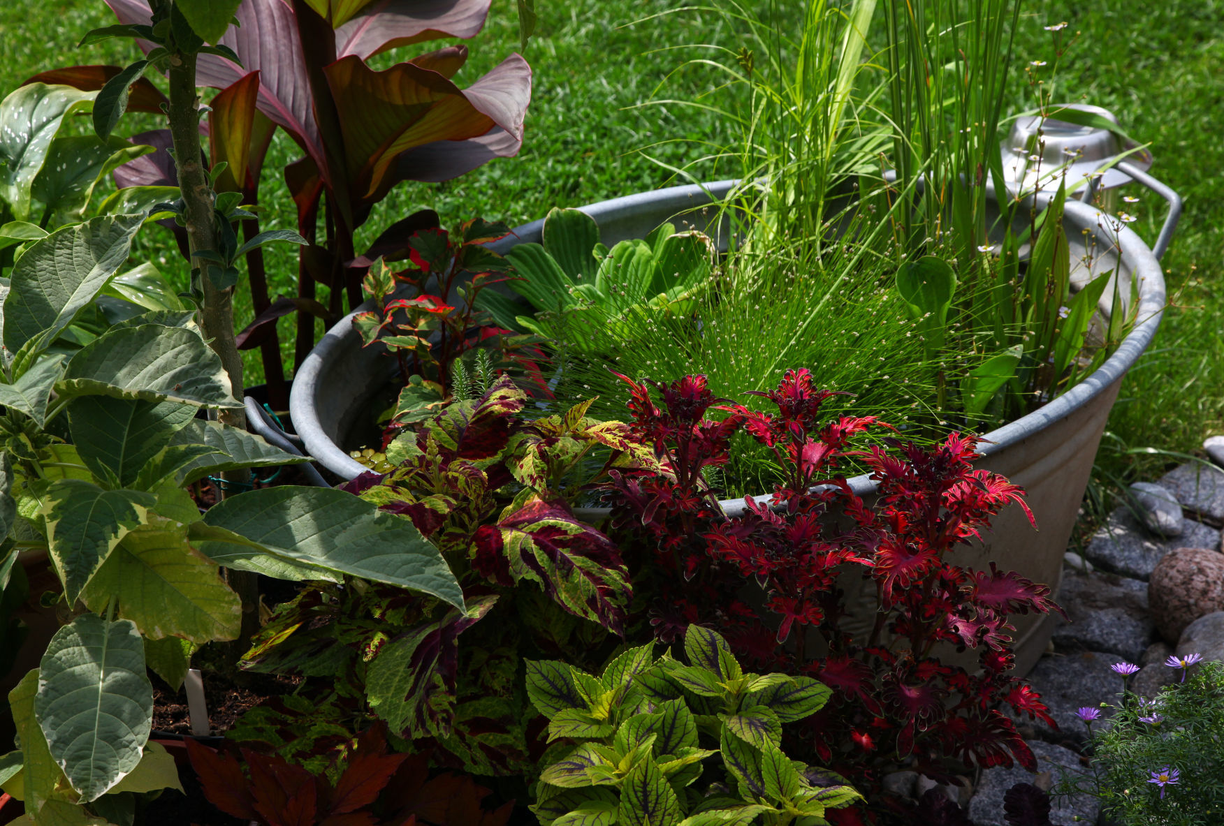 water garden 1